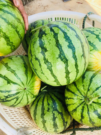 开沙岛新鲜大西瓜