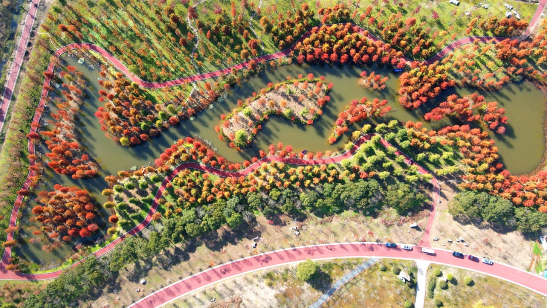洲际梦幻岛红杉林