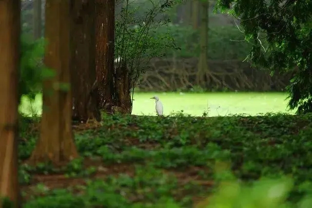 金岛生态园6