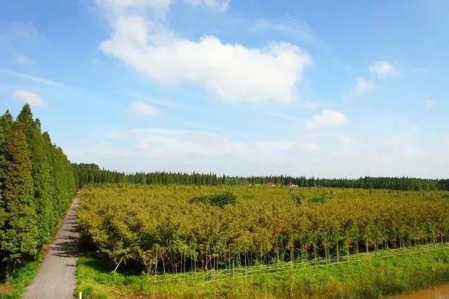 金岛生态园4