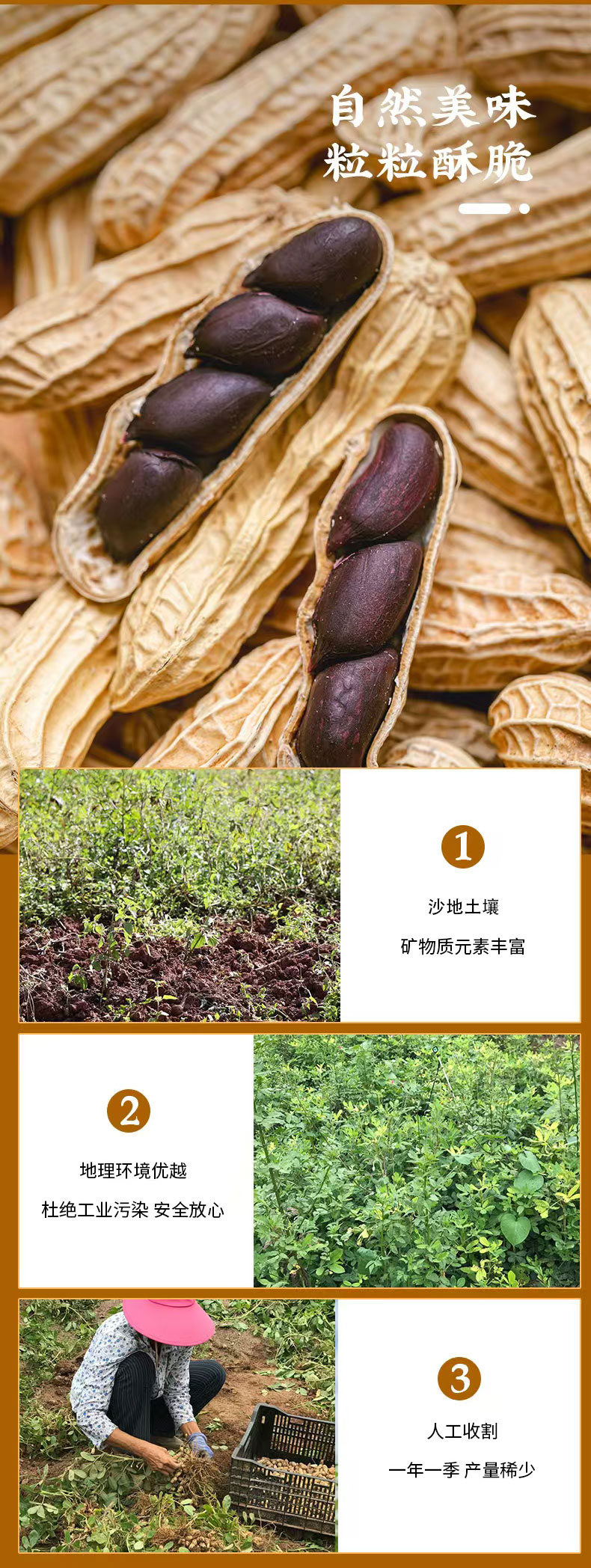 开沙岛黑花生2