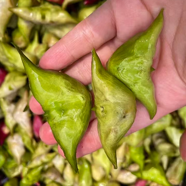 菱角