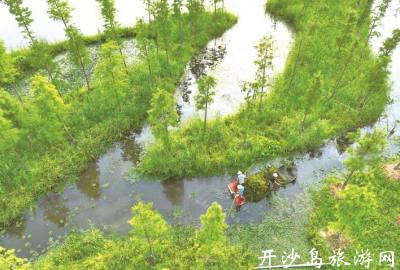 洲际梦幻岛清理水草